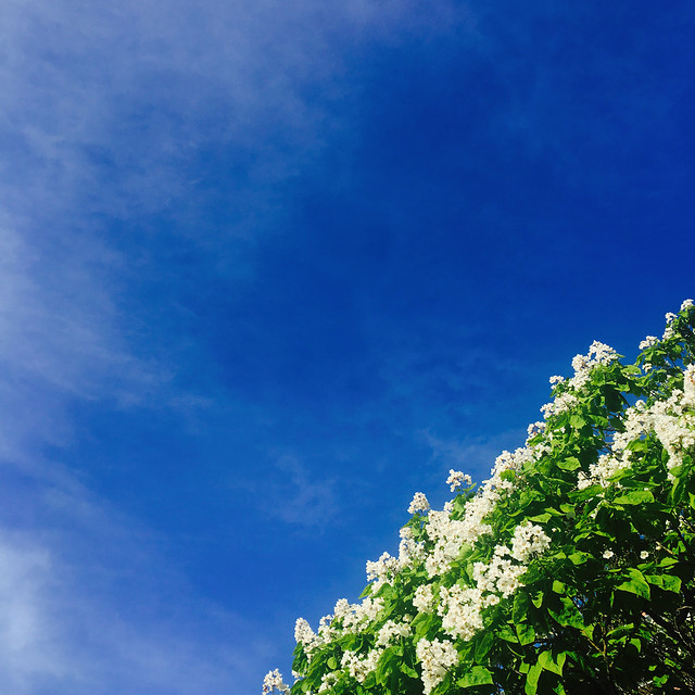 no-person-nature-sky-summer-leaf 图片素材