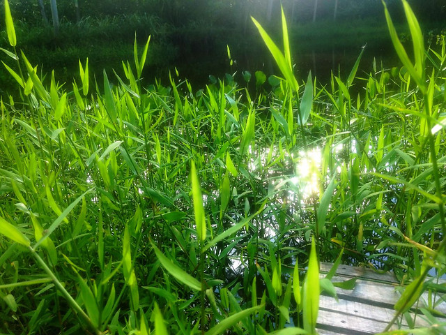 grass-growth-garden-flora-lawn 图片素材