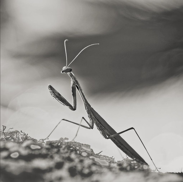 monochrome-insect-mantis-nature-animal 图片素材