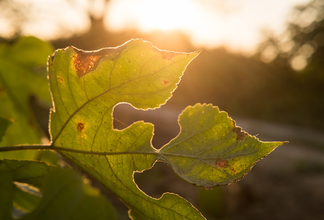 leaf-fall-flora-nature-tree picture material