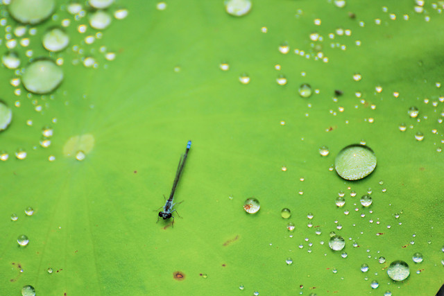 drop-dew-wet-rain-droplet 图片素材