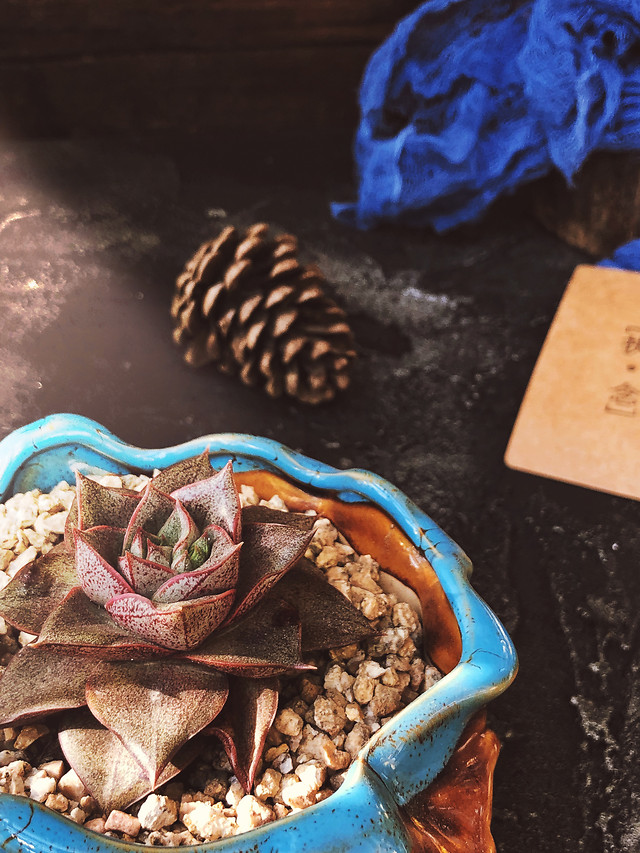 no-person-food-nature-wood-christmas 图片素材