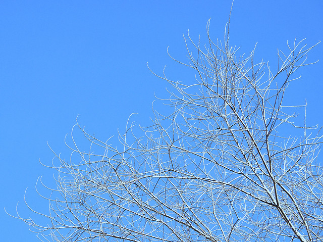sky-branch-winter-tree-blue 图片素材