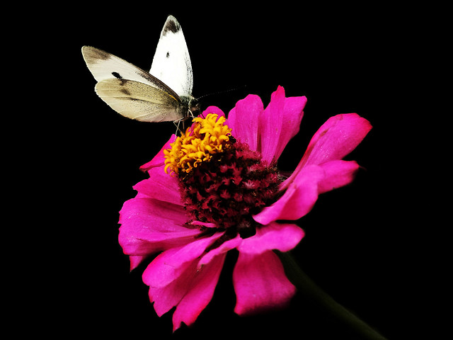 butterfly-insect-nature-flower-no-person 图片素材