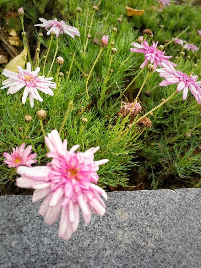 flower-nature-flora-garden-summer 图片素材