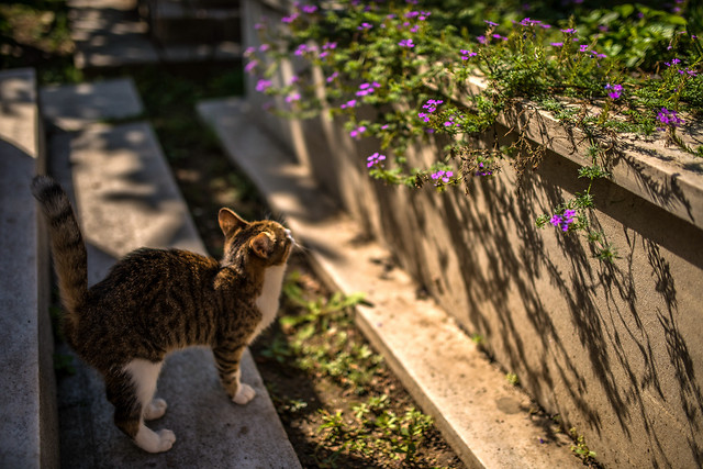 no-person-outdoors-cat-nature-garden picture material