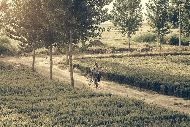 no-person-landscape-tree-agriculture-nature 图片素材