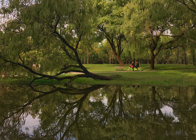 tree-landscape-park-water-nature picture material