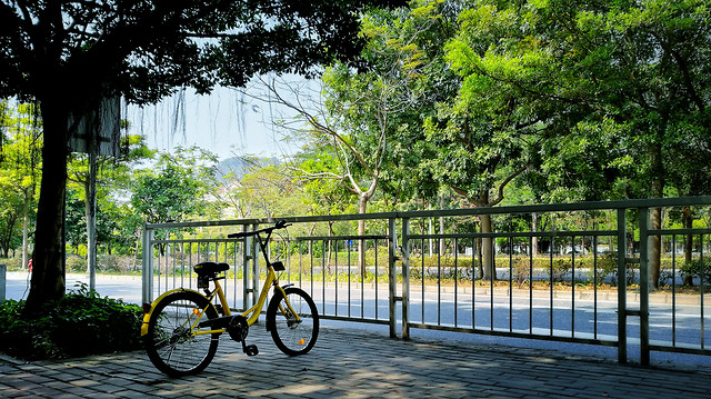wood-land-vehicle-tree-nature-park 图片素材