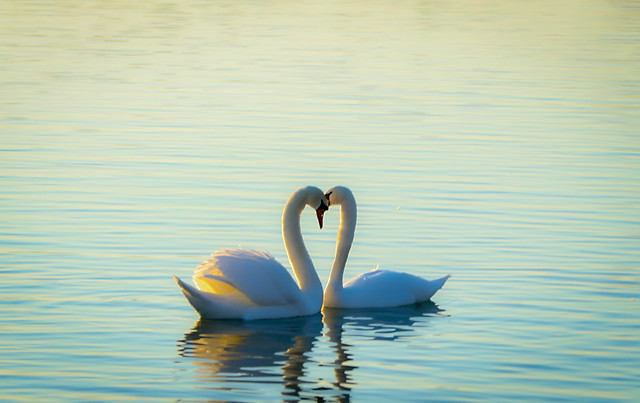 water-lake-nature-reflection-bird picture material