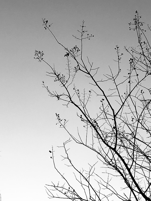 tree-branch-winter-desktop-silhouette 图片素材