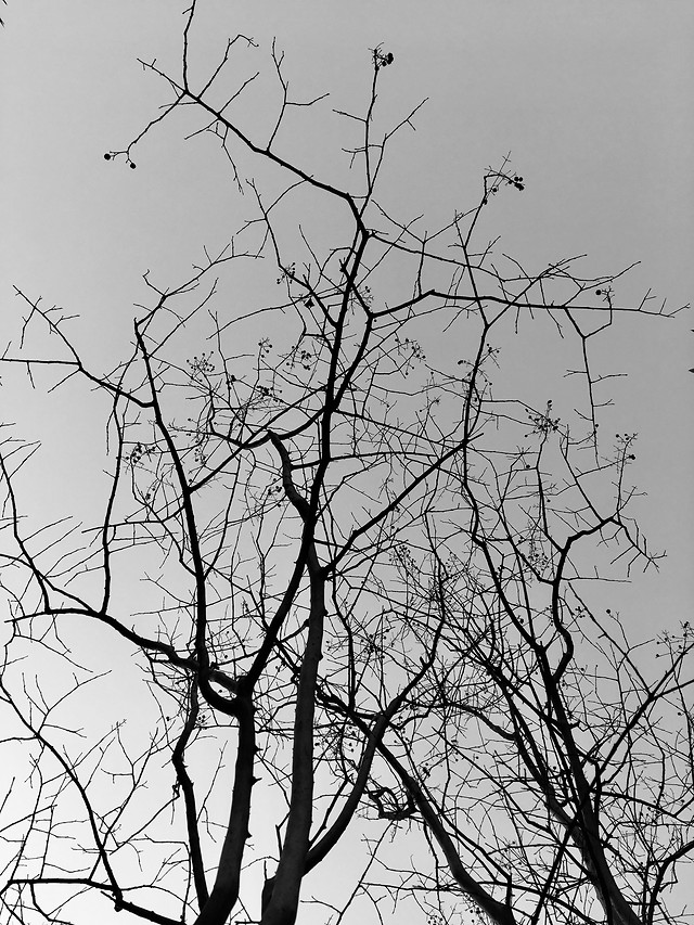 tree-branch-no-person-winter-wood 图片素材
