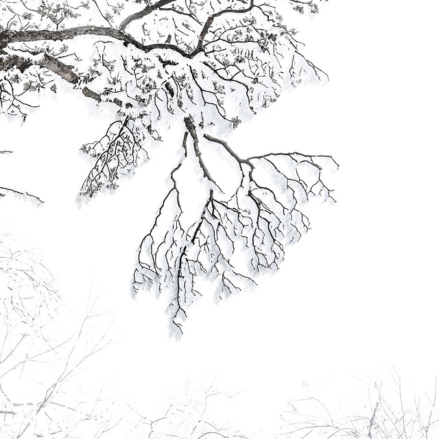 branch-tree-winter-season-snow 图片素材