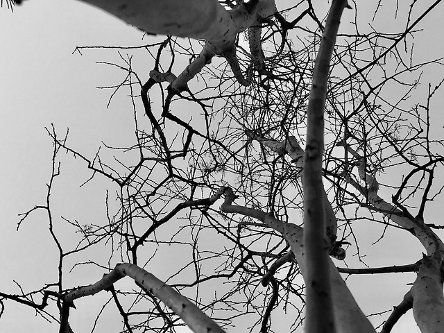 tree-winter-branch-nature-snow 图片素材