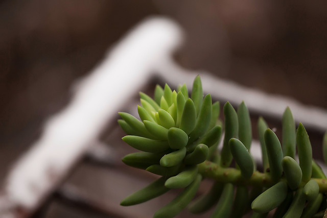 no-person-nature-flora-flower-still-life 图片素材