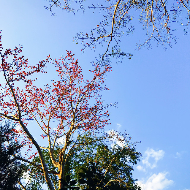 tree-branch-nature-no-person-leaf picture material