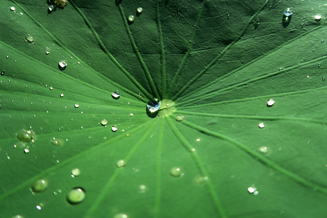 dew-rain-leaf-drop-droplet 图片素材