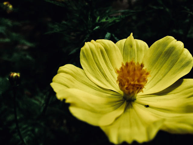 no-person-flower-nature-yellow-garden 图片素材