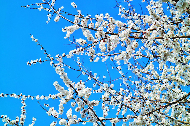 cherry-branch-tree-season-flower 图片素材
