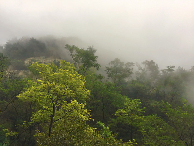 fog-mist-tree-no-person-landscape 图片素材