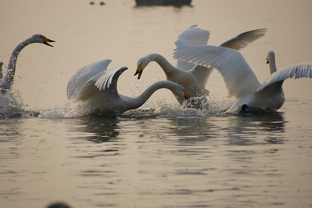 bird-swan-water-waterfowl-reflection picture material