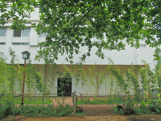 tree-nature-flora-landscape-wood 图片素材