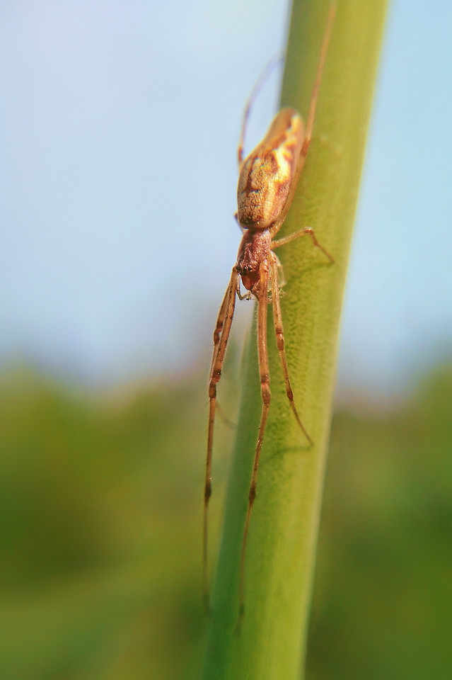 insect-spider-nature-animal-invertebrate picture material