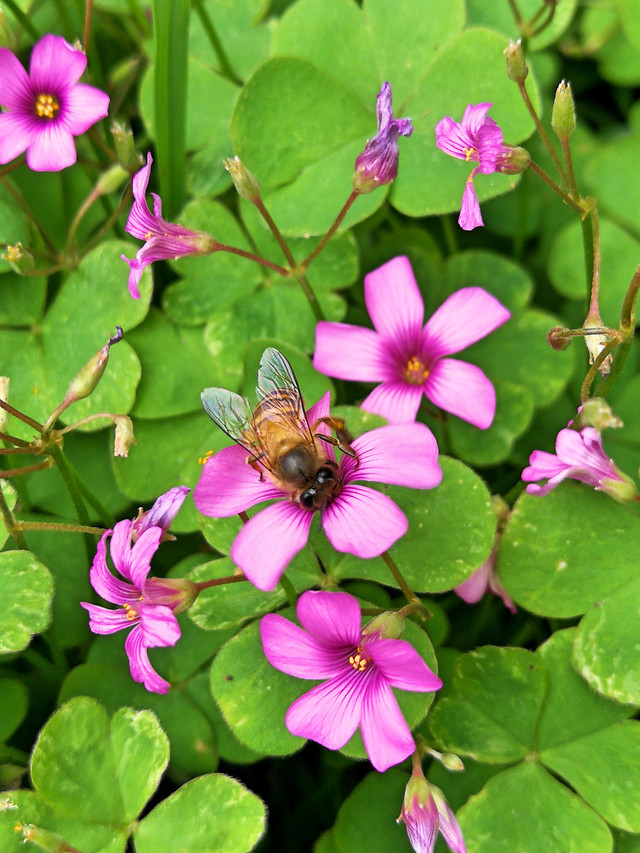 nature-flower-leaf-flora-clover picture material