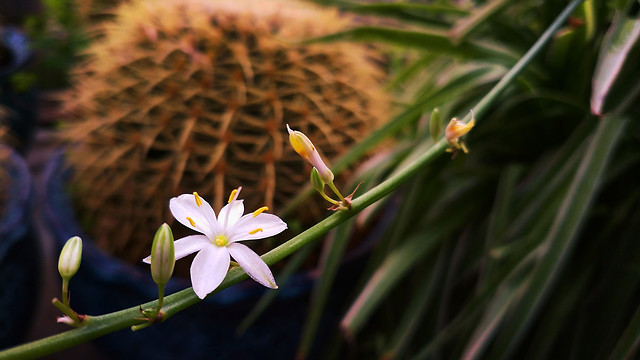 no-person-flower-nature-flora-plant picture material