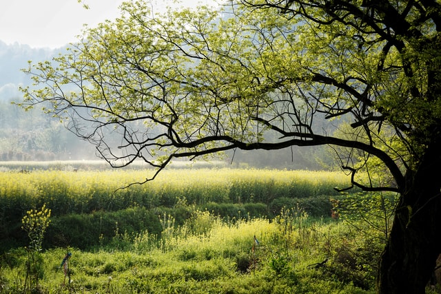 natural-landscape-tree-nature-natural-environment-vegetation 图片素材