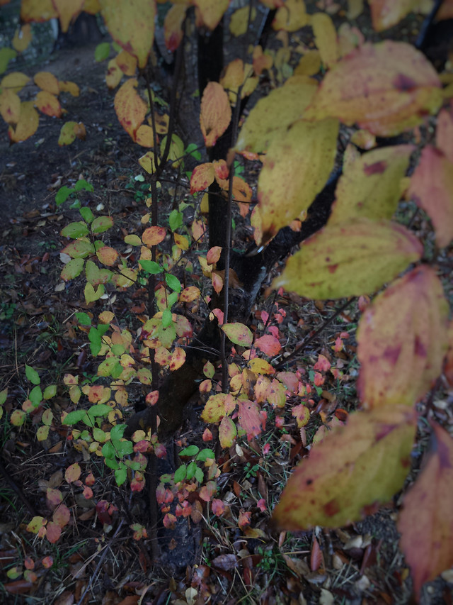 fall-leaf-texture-tree-color 图片素材