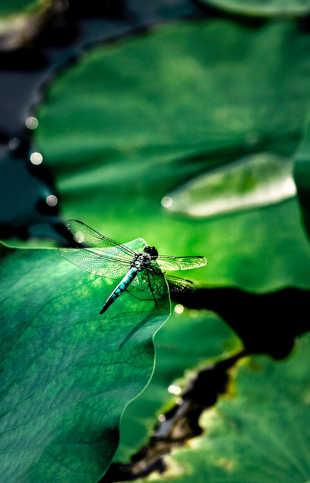 nature-leaf-water-flora-insect picture material