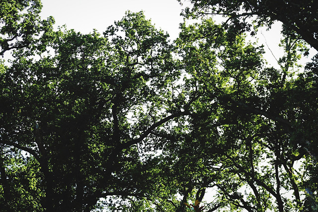 leaf-tree-no-person-wood-branch 图片素材
