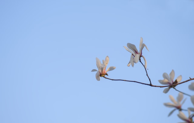 fresh-spring-flower-magnolia-blue-sky 图片素材