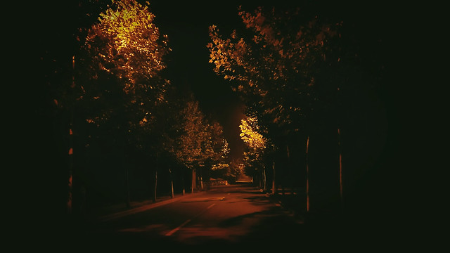 tree-silhouette-no-person-light-evening picture material
