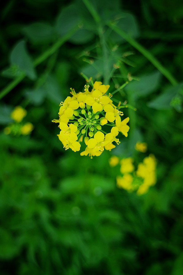 flower-nature-no-person-leaf-summer picture material