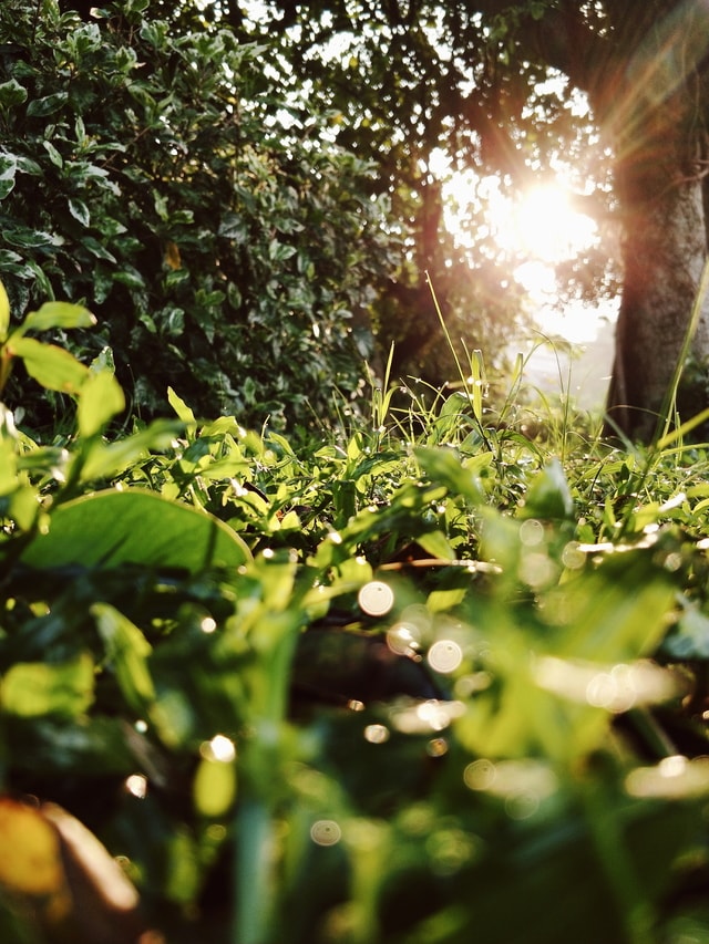 green-vegetation-sunlight-leaf-light 图片素材