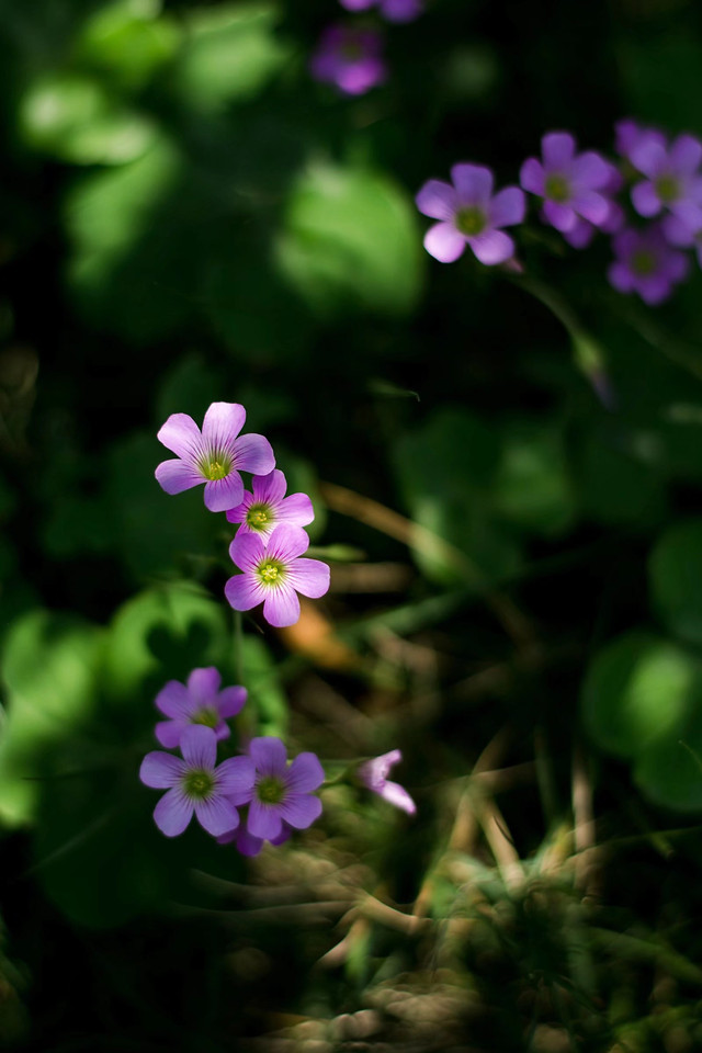 flower-nature-flora-leaf-no-person 图片素材