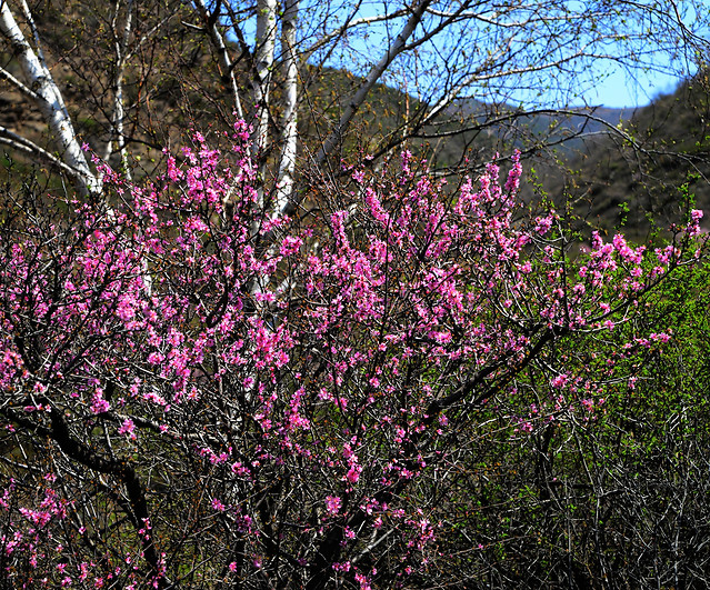 tree-nature-branch-flower-season picture material