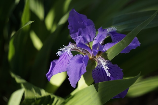 iris-sunlight-flower-flowering-plant-blue picture material