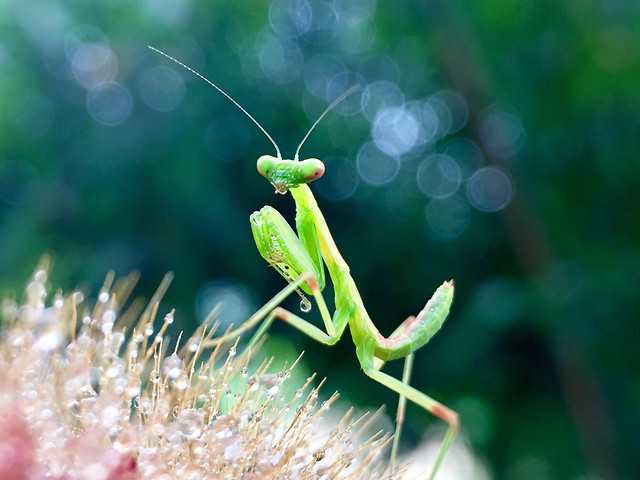 nature-leaf-no-person-wildlife-little picture material