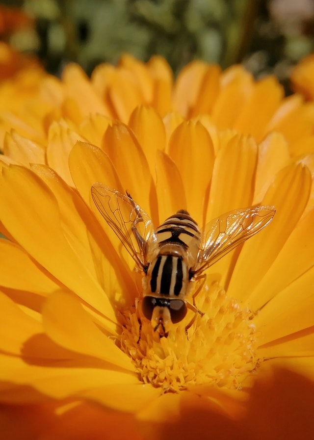 insect-yellow-honeybee-pollen-flower picture material