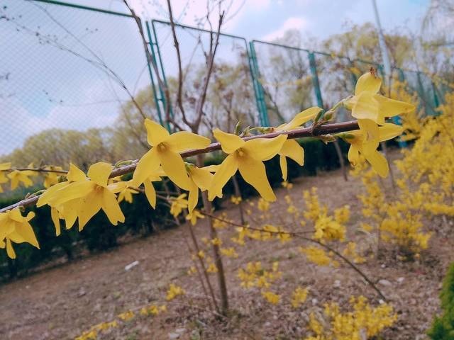 forsythia 图片素材