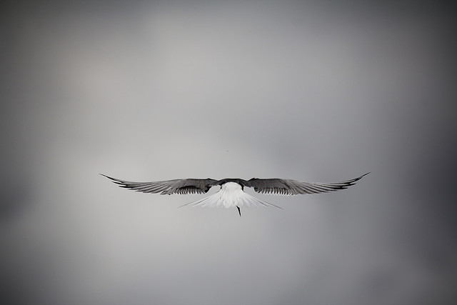 bird-flight-fly-wildlife-wing picture material