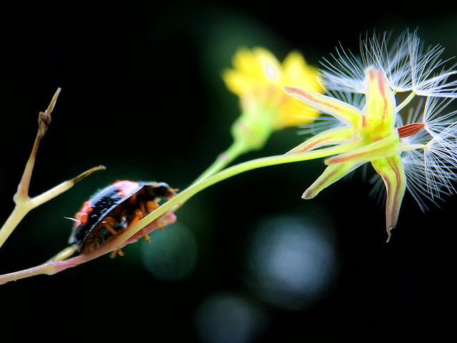 nature-color-flower-no-person-biology picture material