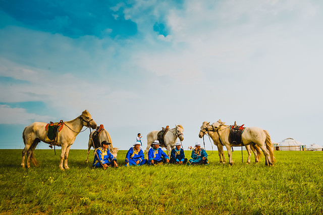 mammal-cavalry-horse-grass-grassland 图片素材
