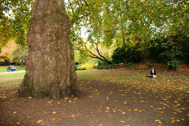 tree-leaf-fall-no-person-outdoors 图片素材