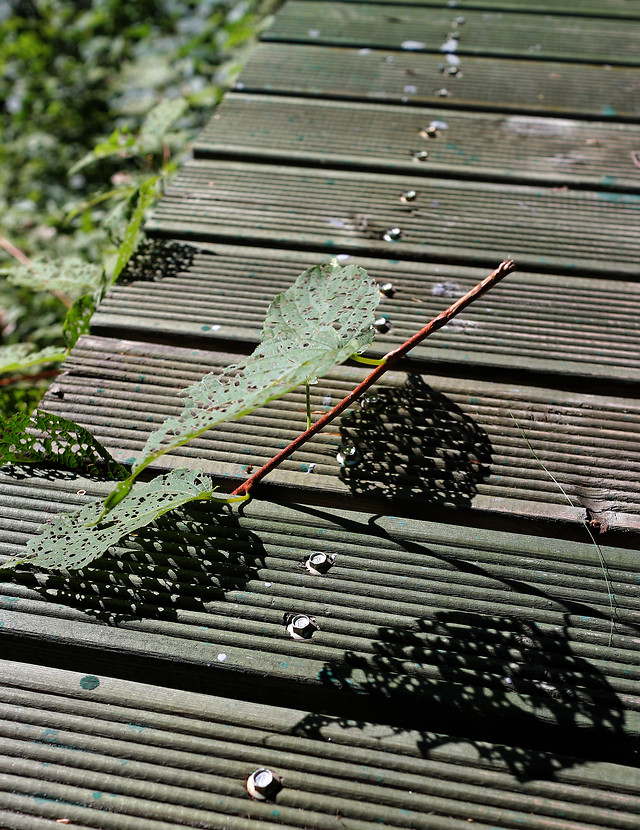 food-leaf-nature-rain-outdoors 图片素材