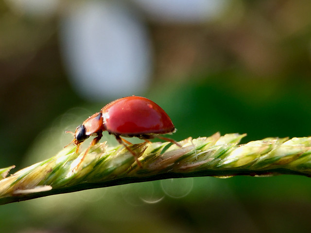no-person-beetle-nature-insect-leaf 图片素材