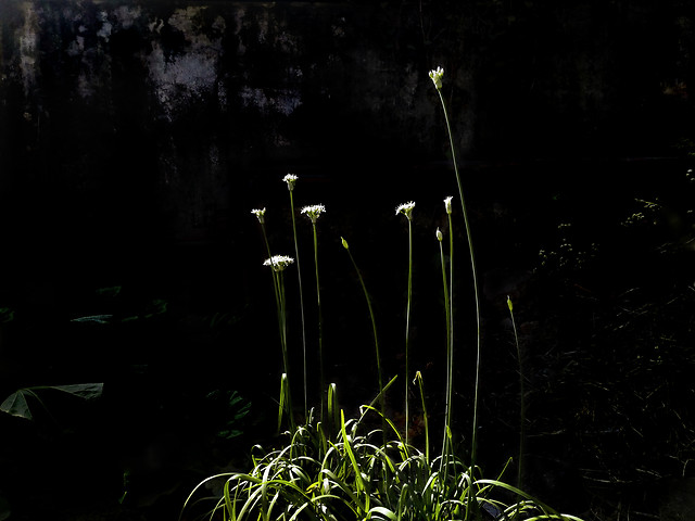 no-person-flower-nature-flora-landscape 图片素材